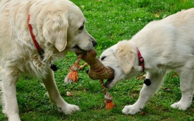 Top 3 Dog Training Toys