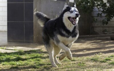 How To Train A Husky